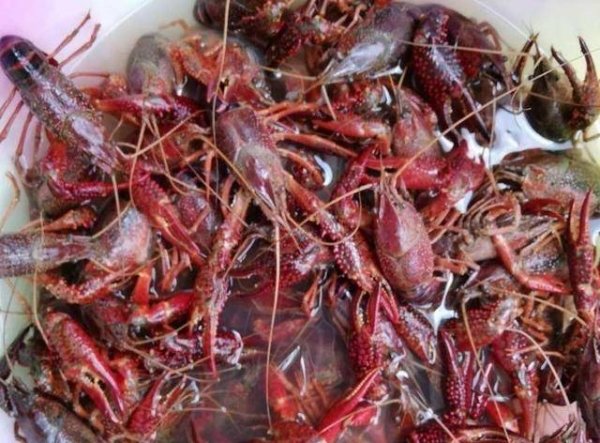 龙虾青壳和红壳是一个品种吗-青壳和红壳小龙虾的区别2