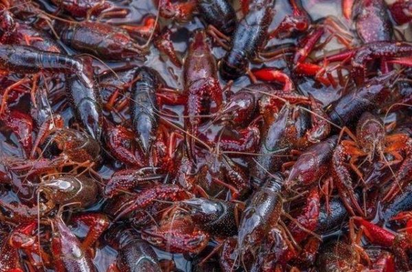 龙虾青壳和红壳是一个品种吗-青壳和红壳小龙虾的区别4