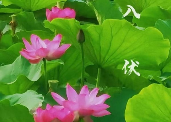 暑伏天气吃什么-伏天吃什么饭菜解暑1