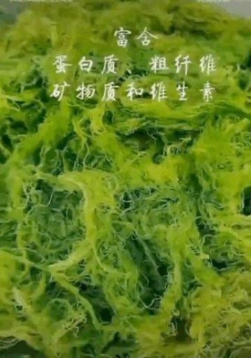 浒苔可以吃吗-浒苔的吃法