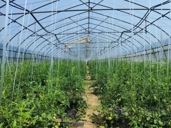 航天员同款草莓味西红柿-...