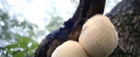 猴头菇最好的吃法-猴头菇的功效与作用及食用方法1