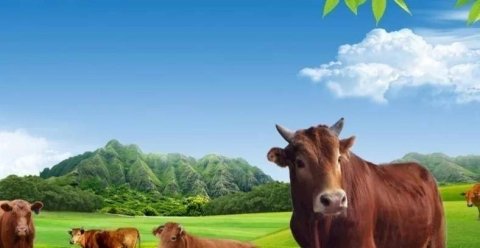 全国哪里牛肉最好吃-中国哪些地方的牛肉最好吃10