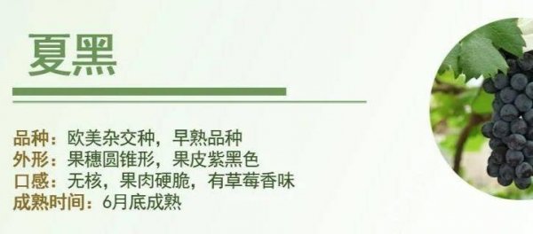 中国哪里的葡萄好吃-中国最好吃的葡萄在哪里11
