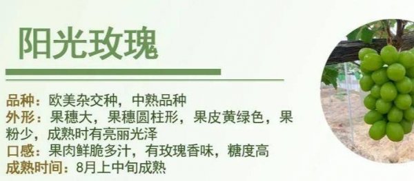 中国哪里的葡萄好吃-中国最好吃的葡萄在哪里12