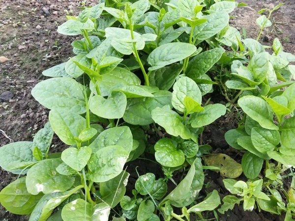 汤菜又叫什么菜-汤菜菜谱大全1