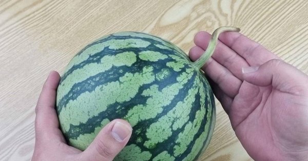 西瓜藤粗的好还是细的好-西瓜藤粗细有区别吗4