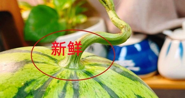 西瓜藤粗的好还是细的好-西瓜藤粗细有区别吗11