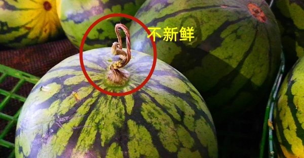 西瓜藤粗的好还是细的好-西瓜藤粗细有区别吗10