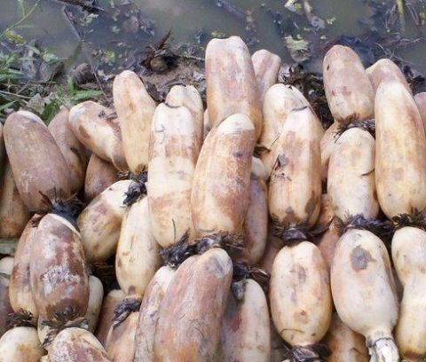 秋天白色食物有哪些-秋天吃什么白色食物1