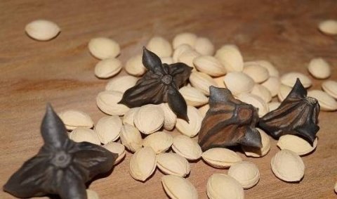 菱角什么时候成熟-什么时候的菱角最好吃2