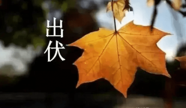 出伏怎样养生-出伏应该注意什么1