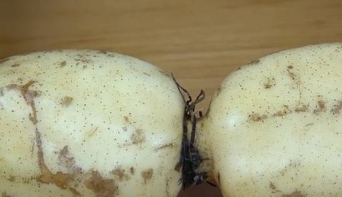 秋天孩子吃什么脾胃好-秋天养脾胃吃什么食物1