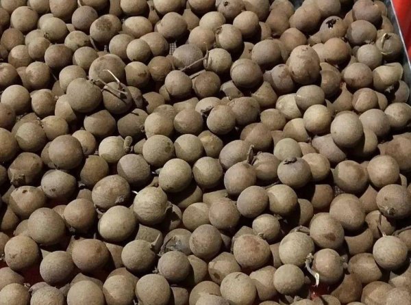 入秋吃哪些水果-龙眼干的功效与作用及食用方法7