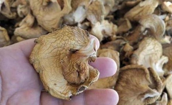 中国哪里的蘑菇最好吃-中国蘑菇排行榜2
