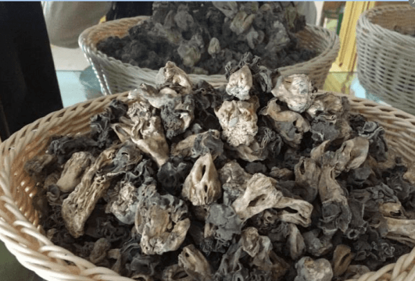 中国哪里的蘑菇最好吃-中国蘑菇排行榜5