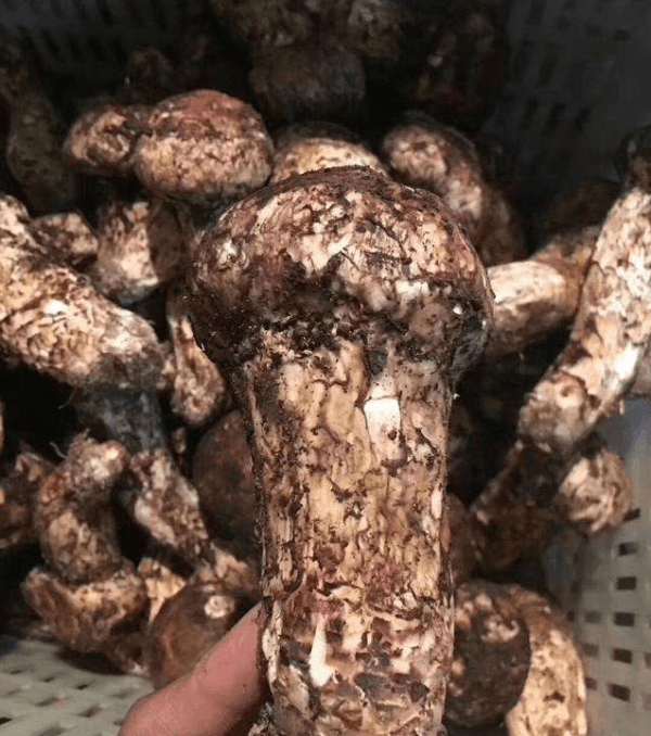 中国哪里的蘑菇最好吃-中国蘑菇排行榜6