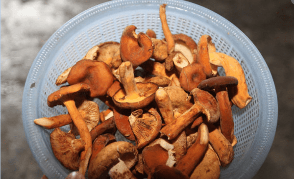 中国哪里的蘑菇最好吃-中国蘑菇排行榜7