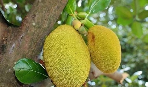 菠萝蜜怎么剥皮不粘手-菠萝蜜剥了需要用盐水泡吗4
