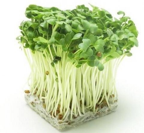 萝卜苗能解毒吗-萝卜苗的功效与作用1
