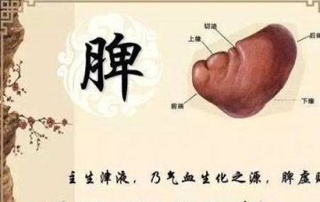 为什么要养脾胃-养脾有什么好处1