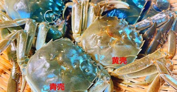 中秋前后哪些螃蟹不能买-中秋节怎么挑选螃蟹2