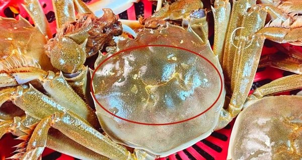 中秋前后哪些螃蟹不能买-中秋节怎么挑选螃蟹5