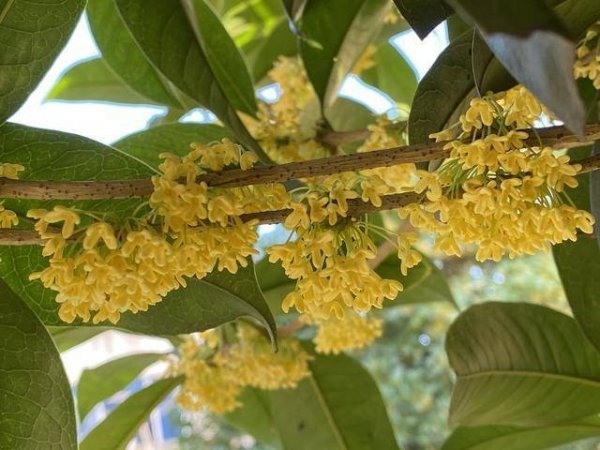 桂花怎么保存比较好-糖桂花的做法1