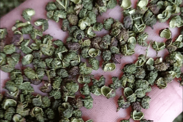全国哪里的花椒最好-全国花椒排名6
