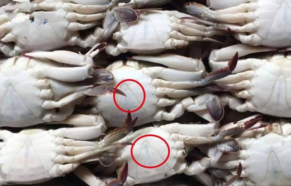 怎样挑选梭子蟹最好-挑选梭子蟹的方法7