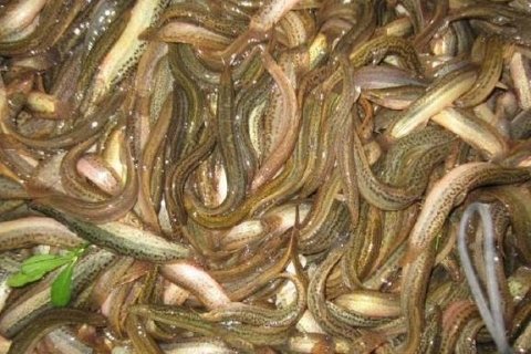 山里的美食有哪些-大山里有什么吃的1