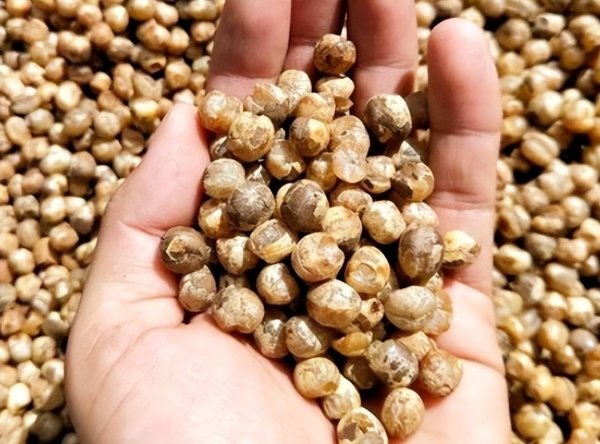 竹米是什么-竹米的功效与作用及食用方法3