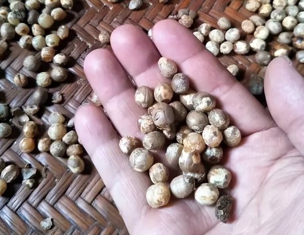 竹米是什么-竹米的功效与作用及食用方法6