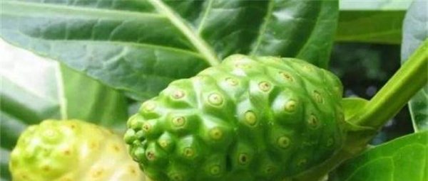 适合秋天吃的3种食物有哪些-盘点秋天滋补身体的食物1