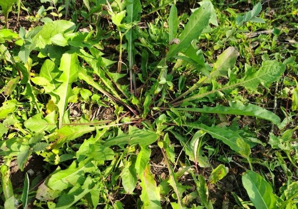 蒲公英怎么吃最好-蒸蒲公英的做法3