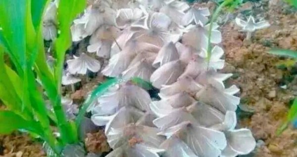 鸡枞菌怎么采摘-鸡枞菌采摘技巧2