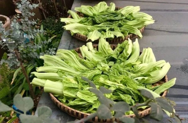 橄榄菜的历史-橄榄菜的功效与作用5