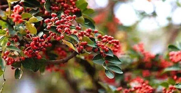 花椒麻椒藤椒-花椒麻椒藤椒到底有啥区别2