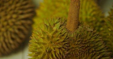 买榴莲时挑大的还是小的好-榴莲应该怎么挑选3