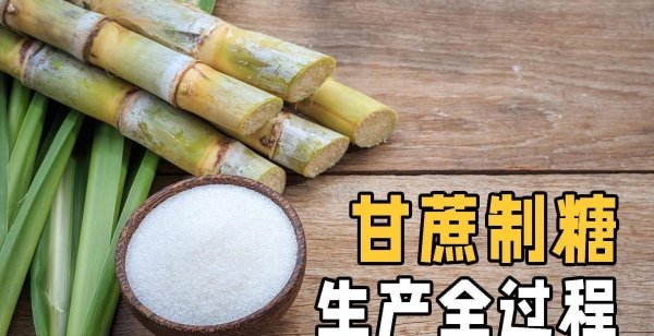 甘蔗怎样制糖-甘蔗制糖的做法1