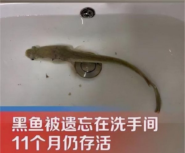 黑鱼会掉色吗-黑鱼养久了...