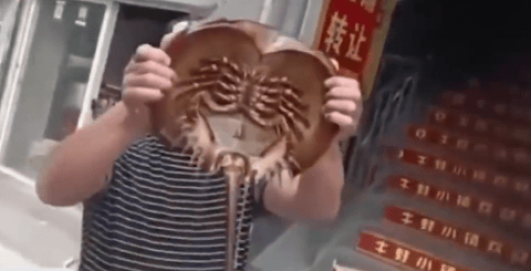 海鲎是国家保护动物吗-国...