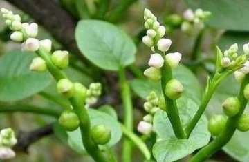 木耳菜是什么菜-木耳菜的功效与作用3
