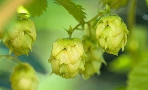 啤酒花是什么东西-啤酒花...