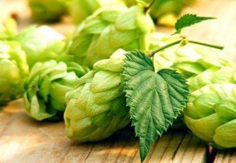 啤酒花是什么东西-啤酒花的功效与作用2