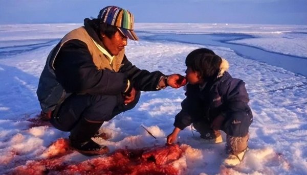 为什么因纽特人喜欢吃腌海雀呢-腌海雀什么味道4