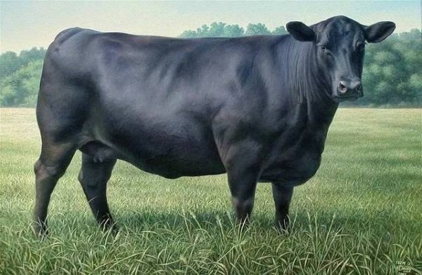 全球最好牛肉-世界五大顶级牛肉排名榜2