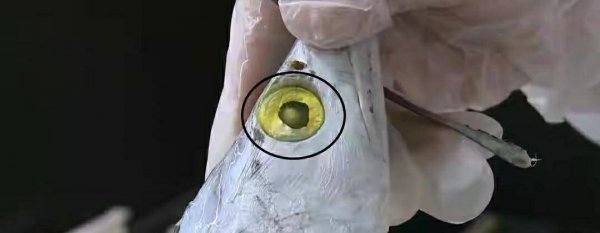 带鱼黑眼睛和黄眼睛的区别-带鱼是黑眼好还是黄眼好5