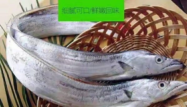 带鱼黑眼睛和黄眼睛的区别-带鱼是黑眼好还是黄眼好7
