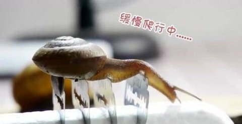 蜗牛遇到盐真的会化成水吗-盐可以消灭蜗牛吗1